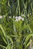 Narrowleaf Mountainmint, Pycnanthemum tenuifolium