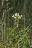 Narrowleaf Mountainmint, Pycnanthemum tenuifolium