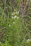 Narrowleaf Mountainmint, Pycnanthemum tenuifolium