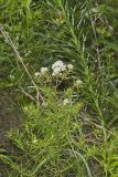 Narrowleaf Mountainmint, Pycnanthemum tenuifolium
