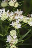 Narrowleaf Mountainmint, Pycnanthemum tenuifolium