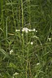 Narrowleaf Mountainmint, Pycnanthemum tenuifolium
