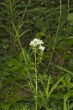 Narrowleaf Mountainmint, Pycnanthemum tenuifolium