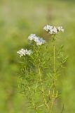 Narrowleaf Mountainmint, Pycnanthemum tenuifolium