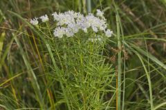 Narrowleaf Mountainmint, Pycnanthemum tenuifolium