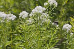 Narrowleaf Mountainmint, Pycnanthemum tenuifolium Narrowleaf Mountainmint, Pycnanthemum tenuifolium