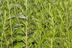 Narrowleaf Mountainmint, Pycnanthemum tenuifolium