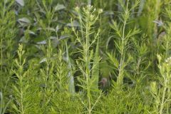 Narrowleaf Mountainmint, Pycnanthemum tenuifolium