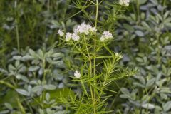 Narrowleaf Mountainmint, Pycnanthemum tenuifolium