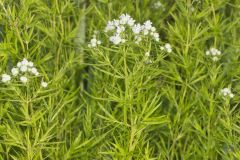 Narrowleaf Mountainmint, Pycnanthemum tenuifolium