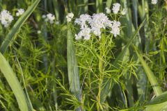 Narrowleaf Mountainmint, Pycnanthemum tenuifolium