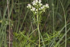 Narrowleaf Mountainmint, Pycnanthemum tenuifolium