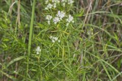Narrowleaf Mountainmint, Pycnanthemum tenuifolium Narrowleaf Mountainmint, Pycnanthemum tenuifolium