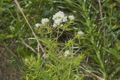 Narrowleaf Mountainmint, Pycnanthemum tenuifolium