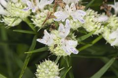 Narrowleaf Mountainmint, Pycnanthemum tenuifolium Narrowleaf Mountainmint, Pycnanthemum tenuifolium