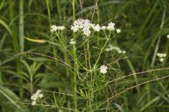 Narrowleaf Mountainmint, Pycnanthemum tenuifolium