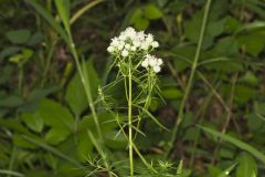 Narrowleaf Mountainmint, Pycnanthemum tenuifolium