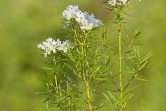 Narrowleaf Mountainmint, Pycnanthemum tenuifolium