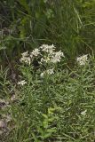 Narrowleaf Whitetop Aster, Sericocarpus linifolius