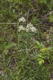 Narrowleaf Whitetop Aster, Sericocarpus linifolius
