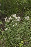 Narrowleaf Whitetop Aster, Sericocarpus linifolius