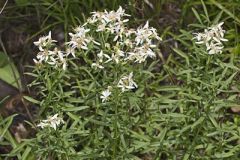 Narrowleaf Whitetop Aster