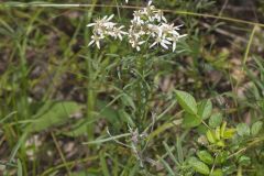 Narrowleaf Whitetop Aster, Sericocarpus linifolius