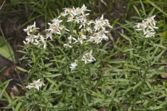 Narrowleaf Whitetop Aster, Sericocarpus linifolius