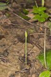 Narrowleaf Wild Leek, Allium burdickii
