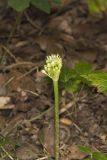 Narrowleaf Wild Leek, Allium burdickii
