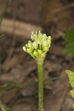 Narrowleaf Wild Leek, Allium burdickii