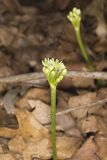 Narrowleaf Wild Leek, Allium burdickii