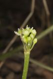 Narrowleaf Wild Leek, Allium burdickii