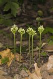 Narrowleaf Wild Leek, Allium burdickii