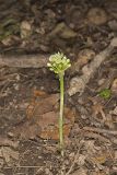 Narrowleaf Wild Leek, Allium burdickii