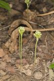 Narrowleaf Wild Leek, Allium burdickii