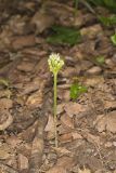 Narrowleaf Wild Leek, Allium burdickii
