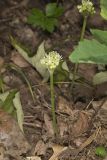 Narrowleaf Wild Leek, Allium burdickii