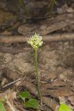 Narrowleaf Wild Leek, Allium burdickii