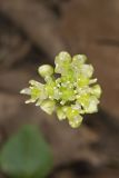 Narrowleaf Wild Leek, Allium burdickii