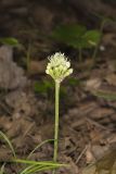 Narrowleaf Wild Leek, Allium burdickii