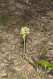 Narrowleaf Wild Leek, Allium burdickii