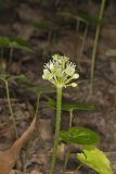 Narrowleaf Wild Leek, Allium burdickii