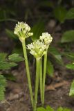 Narrowleaf Wild Leek, Allium burdickii
