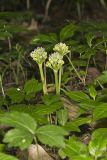 Narrowleaf Wild Leek, Allium burdickii