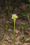 Narrowleaf Wild Leek, Allium burdickii