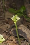 Narrowleaf Wild Leek, Allium burdickii