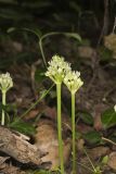 Narrowleaf Wild Leek, Allium burdickii