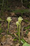 Narrowleaf Wild Leek, Allium burdickii