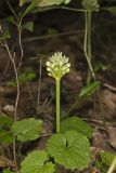 Narrowleaf Wild Leek, Allium burdickii